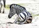 動物図鑑・チャップマンシマウマの写真 13